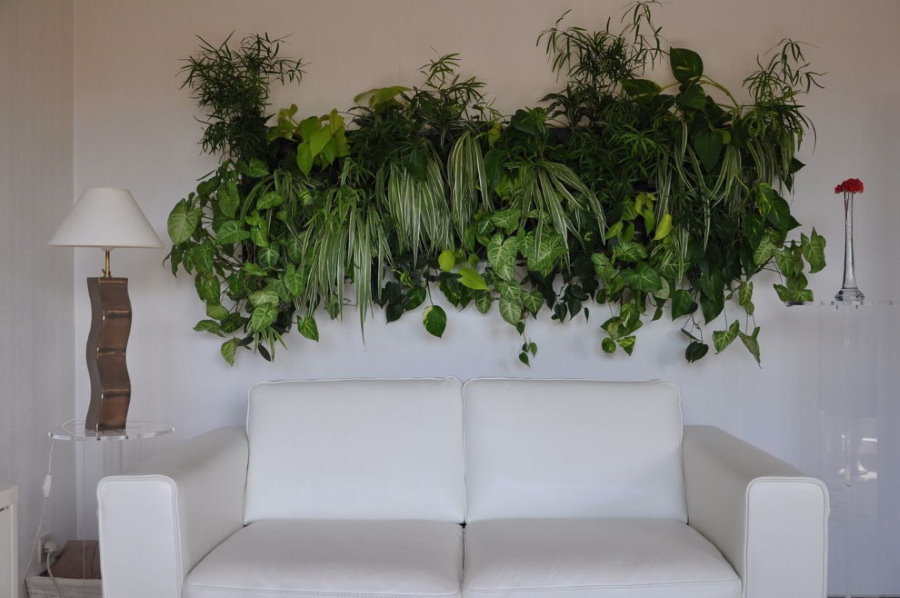 Live plants above the sofa in the hall
