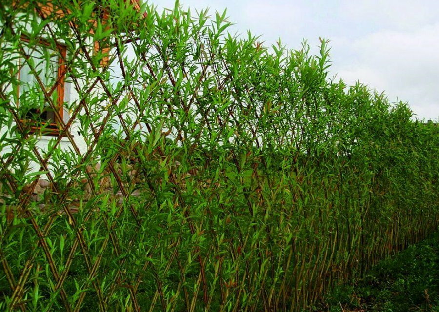 Willow hedge: a photo of a beautiful design of a natural fence