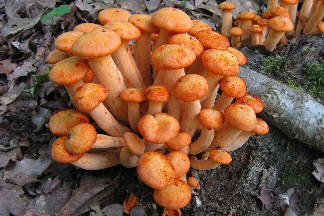 Les champignons les plus vénéneux du monde