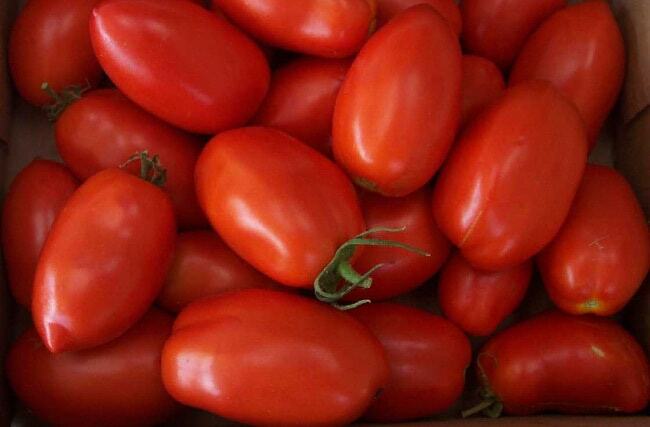 Die besten Noten einer kleinen Tomate für ein Gewächshaus