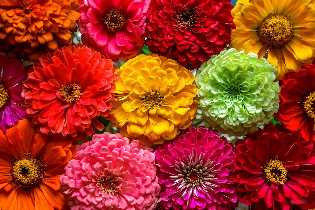 Zini a kertben: fotó, virágágyások díszítése hüvelykes virágokkal tájképben
