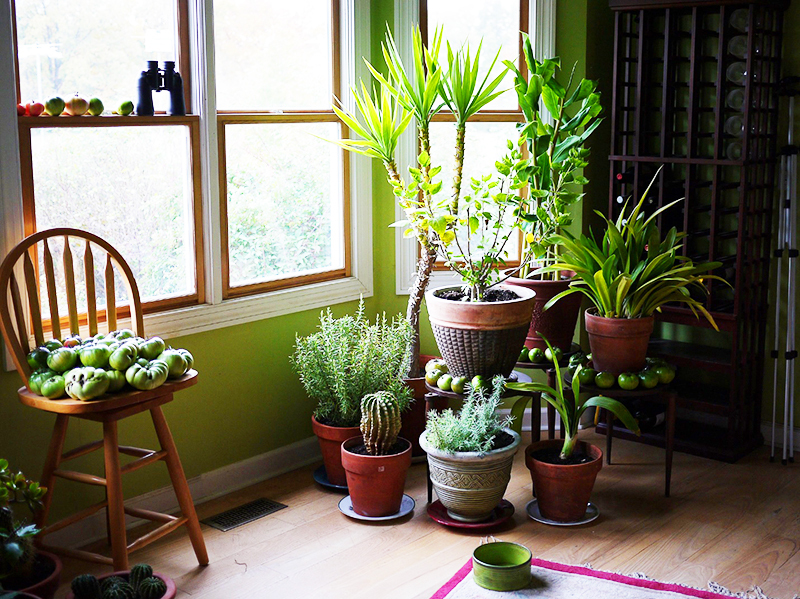 Obtenez un petit arbre d'intérieur et des plantes compactes - l'atmosphère dans la maison changera immédiatement pour le mieux.