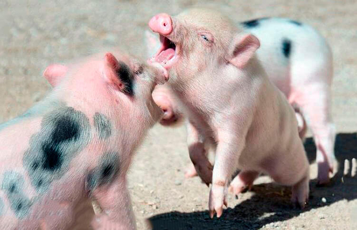 En een ander ding zit niet alleen in geuren, maar ook in het feit dat varkens nogal luidruchtige wezens zijn, ze regelen vaak " showdowns" of maken ze gewoon harde geluiden als ze ergens bang voor zijn of honger hebben.