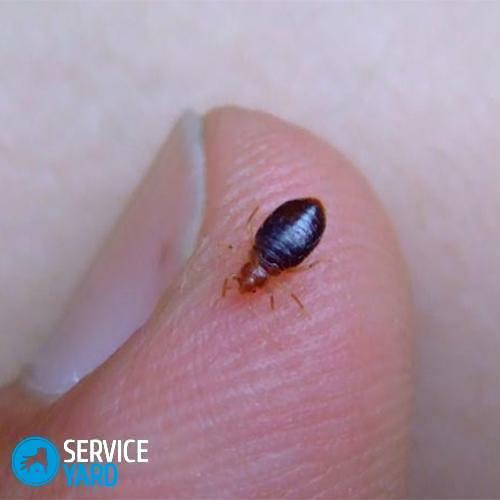 ¿Cómo deshacerse de los insectos y las pulgas?
