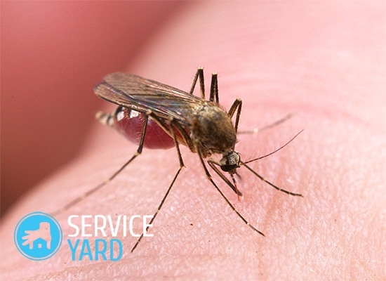 Naturalny środek na komary