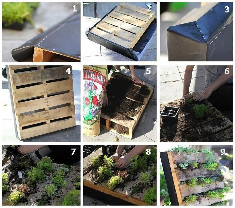 Do-it-yourself phytowall from a Euro pallet