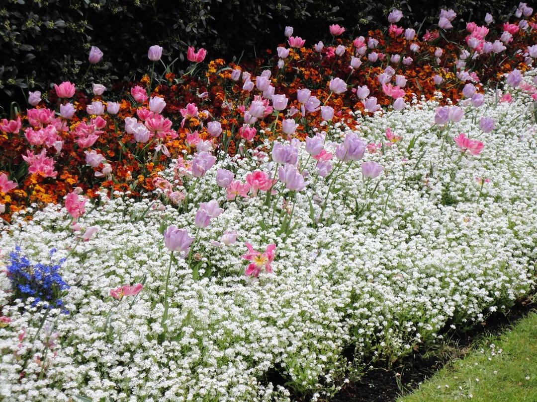 Gartenbeet mit Tulpen und anderen mehrjährigen Blumen