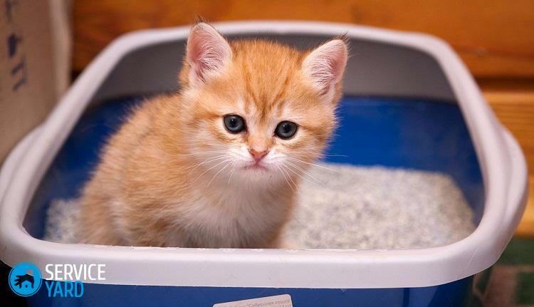 Hogyan tisztítsuk meg a macska tálcáját a vizeletből?
