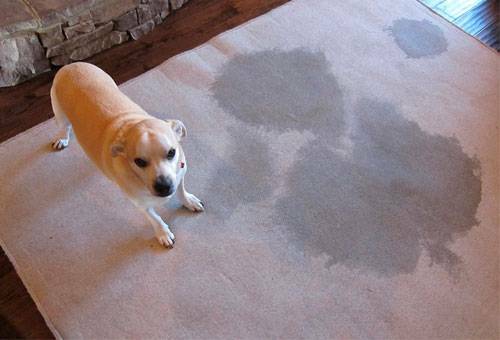 Wie man den Geruch auf dem Teppich vom Urin eines Kinderzimmers oder einer Katze loswird