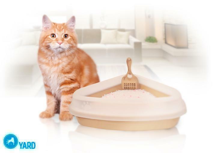 Which tray is best for a cat?