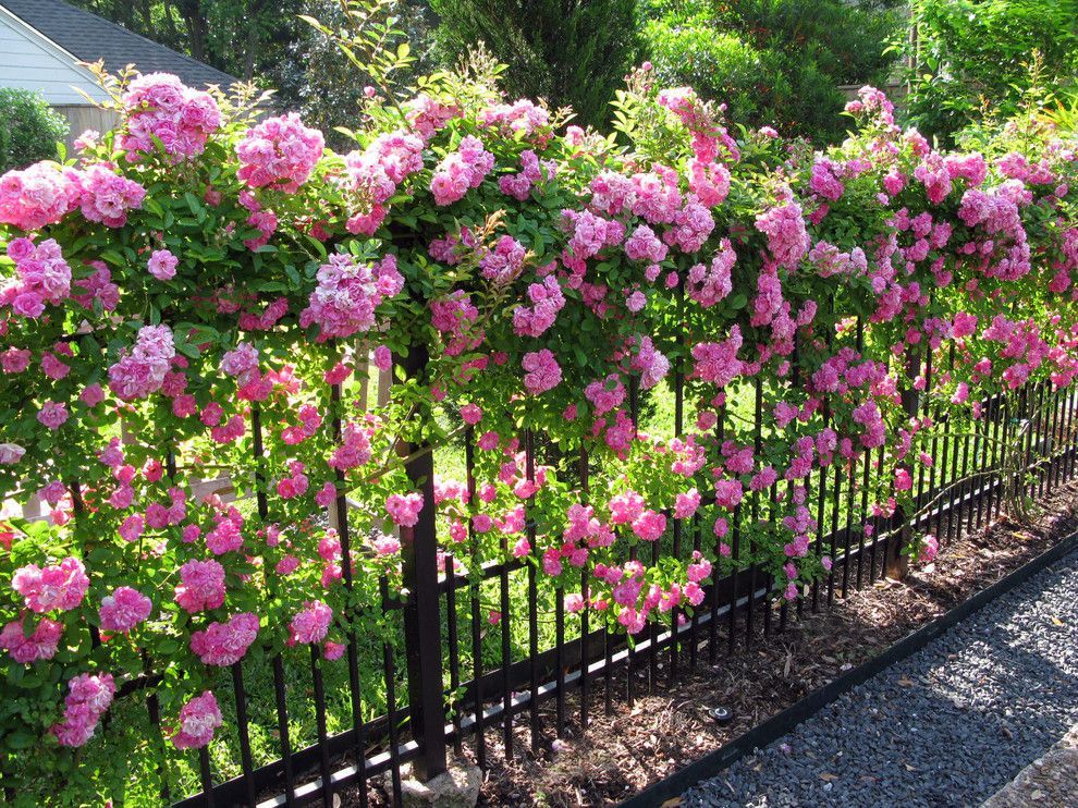 Roze bloemen op een metalen hek smeden