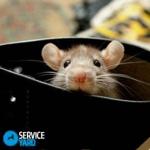 Ratten voor ratten
