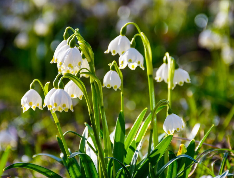 Weiße Glocken auf einer weißen Blume im zeitigen Frühjahr
