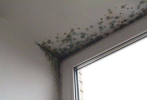 How to get rid of the smell of dampness and mold in the apartment and prevent re-emergence?