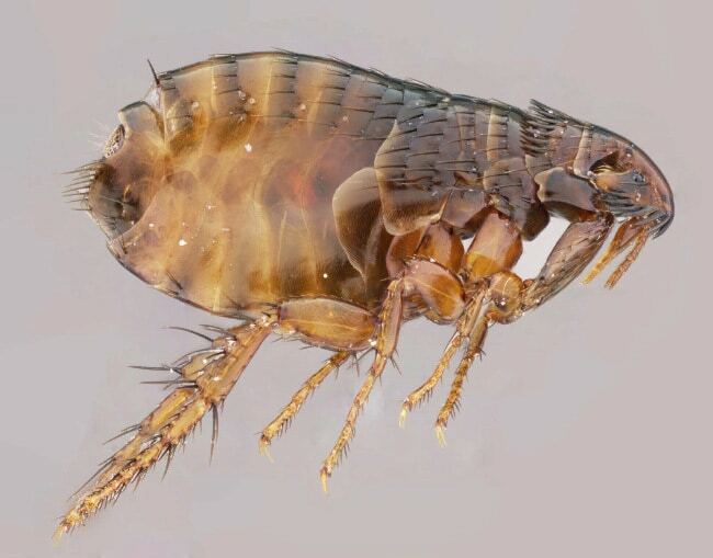 Top 10 fastest insects in the world