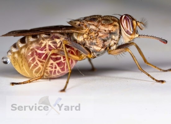 ¿Cómo matar a las larvas de las moscas?