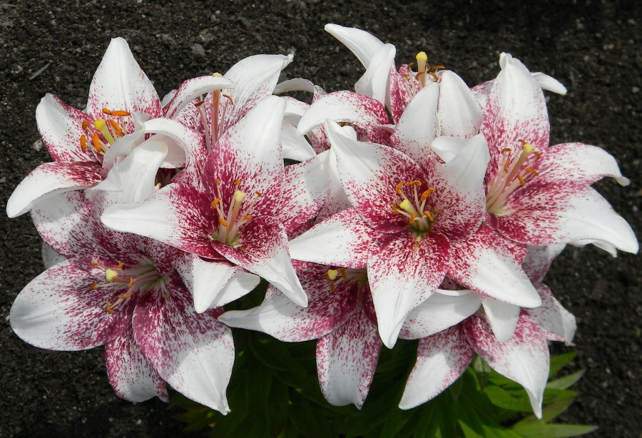 Lilijas krūms ar krustojumu ar balti bordo ziediem
