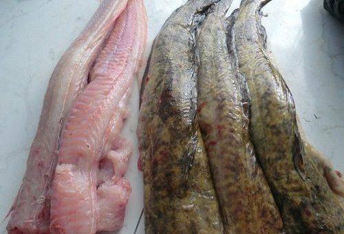 How to clean the burbot before cooking the basic ways