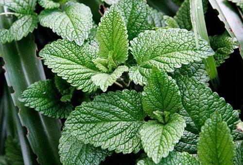 How to Dry and Store Mint at Home: Secrets of Procurement