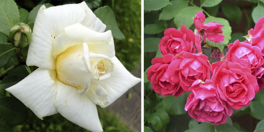 Příklady pupenů popínavých růží různých odrůd