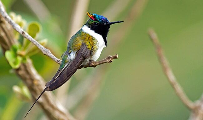 Top 10 kleinste vogels ter wereld