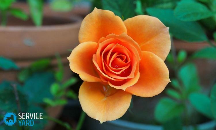 How to care for roses in a pot from the store?