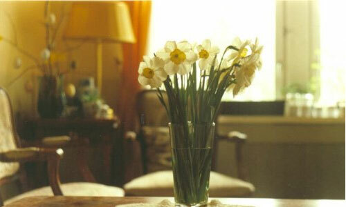 Como escolher um vaso para flores: damos um gosto ao interior