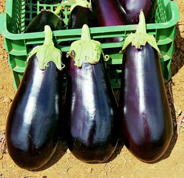 De bästa sorterna av aubergine