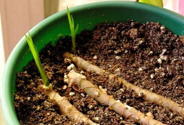 How to propagate dracaena at home