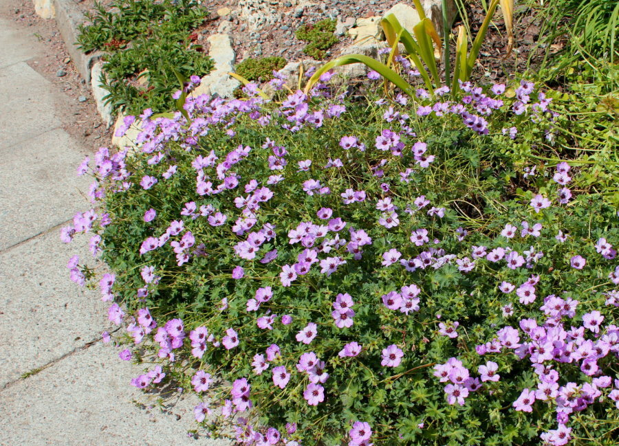 Kukkapenkki monivuotisilla pelargonioilla kesämökillä