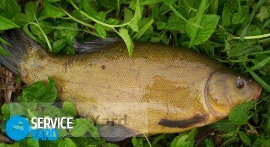 How to clean the tench from the scales?
