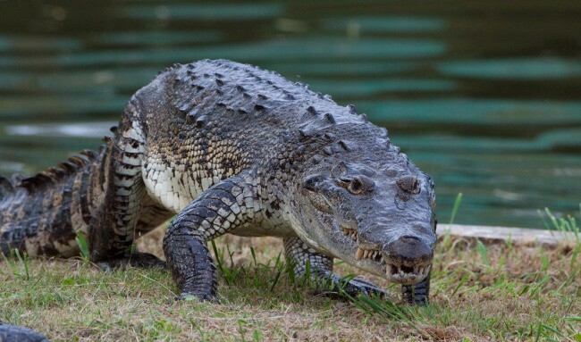 De grootste krokodillen ter wereld