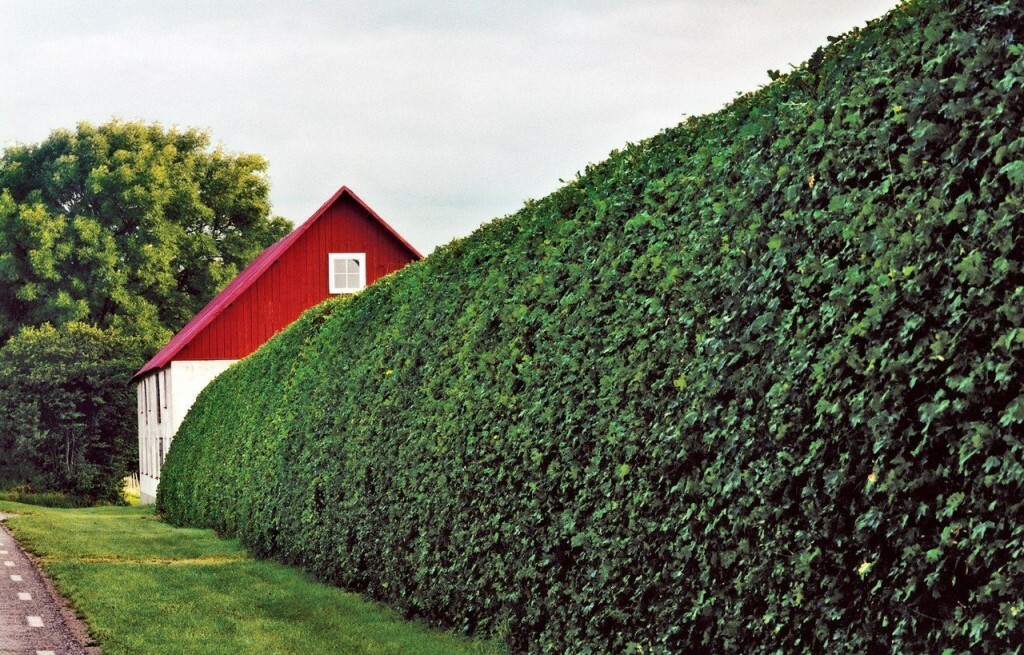 hedge in the country