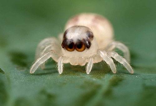 Spindlar i en lägenhet - hur man undviker ett obehagligt grannskap?