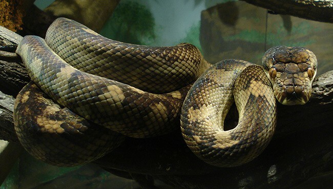 Top 10 suurinta käärmeä maailmassa