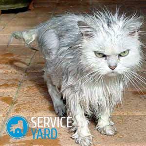 Än att tvätta en katt om det inte finns något speciellt schampo?