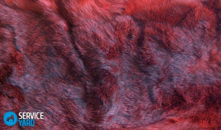 Hogyan lehet festeni a polár róka szőrzetet otthon?