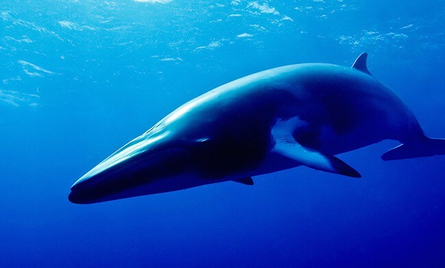 De største hvalene i verden