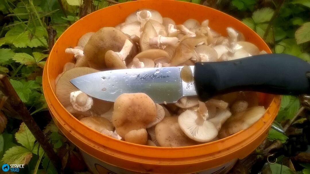 Como limpar os cogumelos ostra?