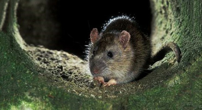 Top 10 največjih podgan na svetu