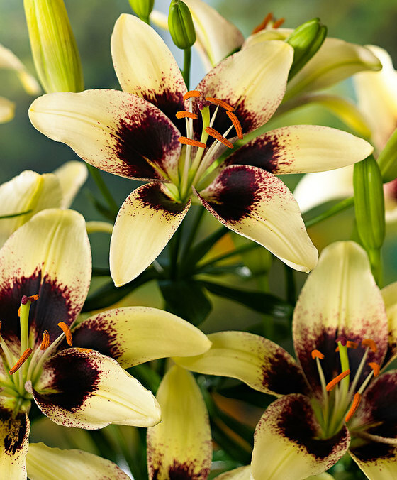 Milzīgs Black Spyder lilijas zieds ar dzeltenīgām ziedlapiņām