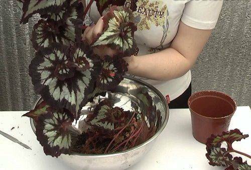 Zorg voor begonia thuis: goede plant- en onderhoudsomstandigheden