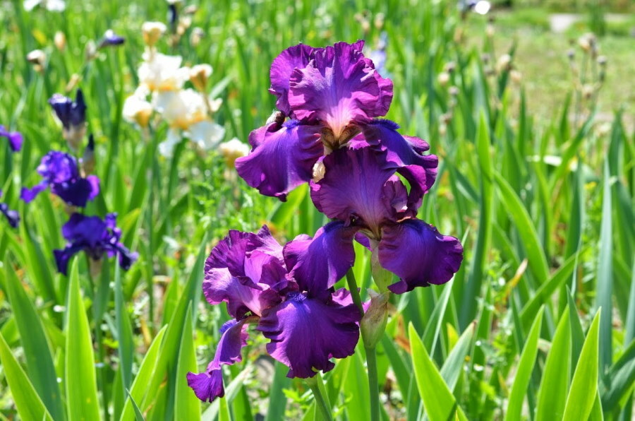 Lila Iris am Rand des grünen Rasens
