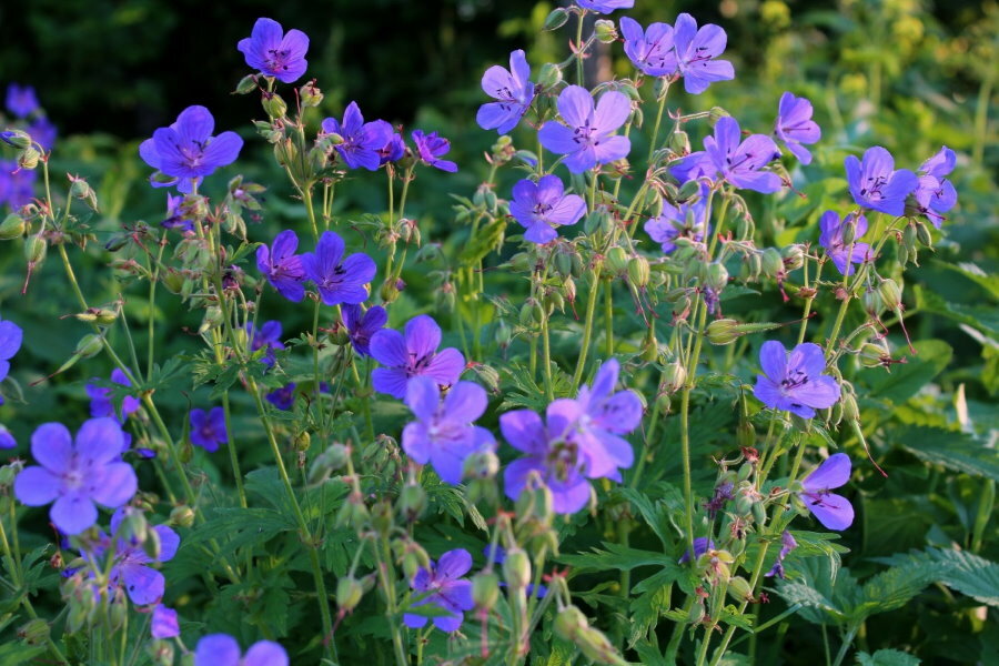 Lila-sinisiä kukkia niittygeraniumilla