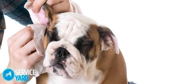 Kā tīrīt suni ausīm mājās?