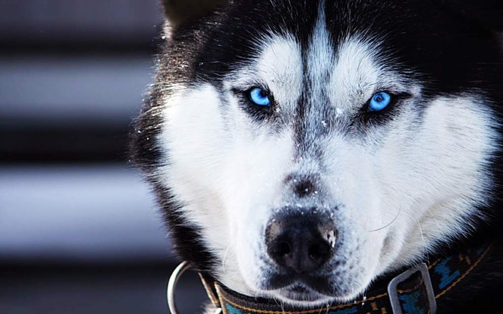 Top 10 legöregebb gonosz kutya a világon