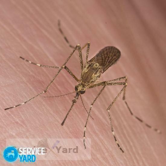 Środki ludowe na ukąszenia komarów