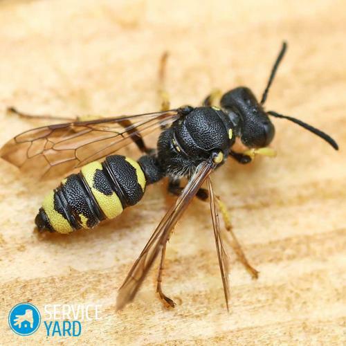 A remedy for wasps