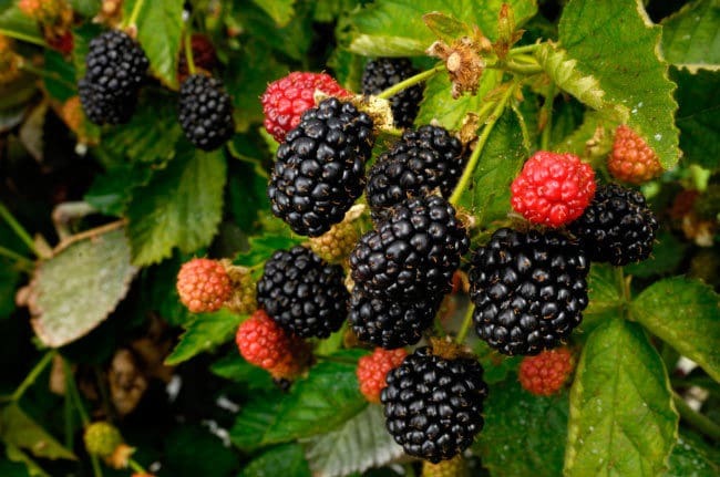 The best sorts of blackberry