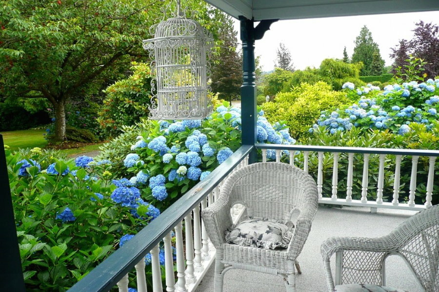 Hortensias azules junto a la terraza de madera.